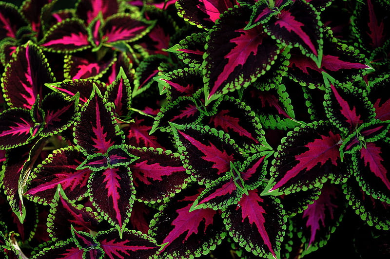 Perennial Plant, purple, plant, heart, HD wallpaper