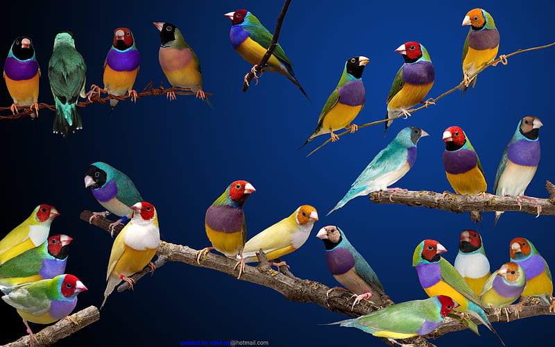 Gouldian finches., colour, bird, finch, perch, HD wallpaper