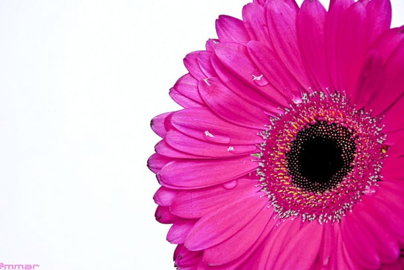 Gerbera rosa, flor, gerbera, naturaleza, rosa, Fondo de pantalla HD | Peakpx