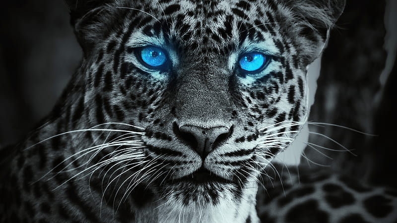 Tiger Glowing Blue Eyes, tiger, animals, HD wallpaper