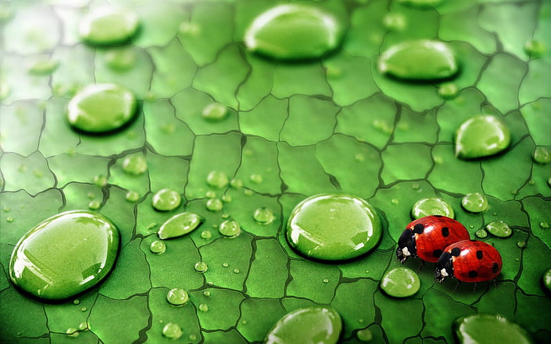 Ladybug on a Leaf, red, drops, leaf, bug, ladybug, water, green, nature, rain, HD wallpaper