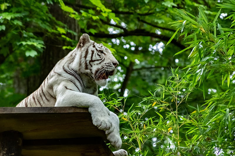 cincinnati bengals glow tiger 1920×1080