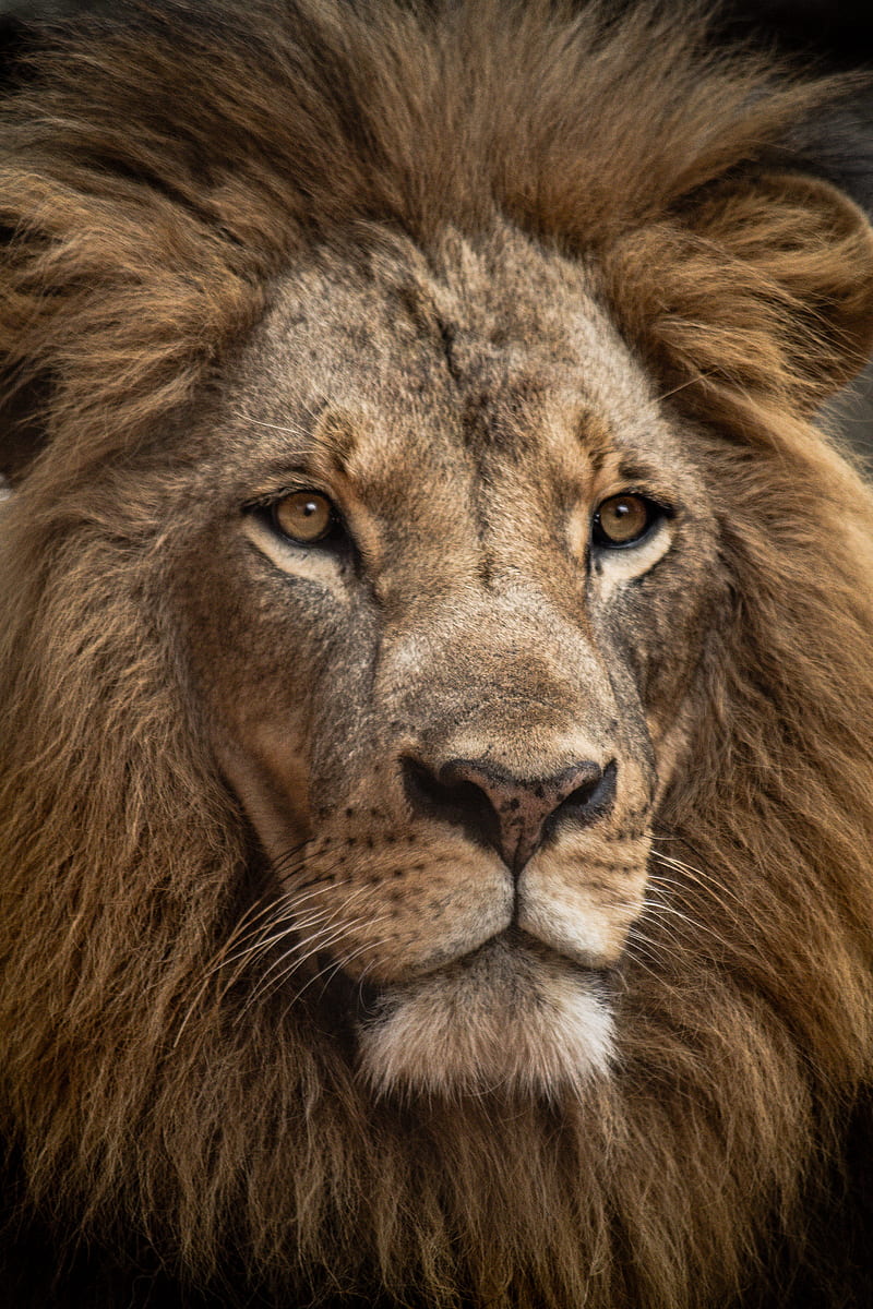 lion in close up shot, HD phone wallpaper