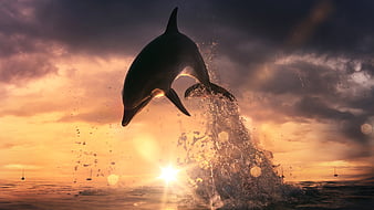 Dolphin Jump Out Of Ocean, dolphin, ocean, jump, fish, sunset, HD wallpaper  | Peakpx