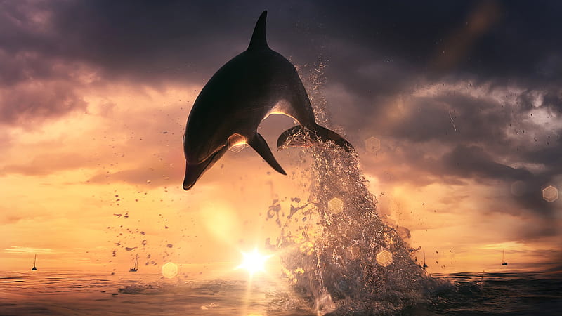 Dolphin Jump Out Of Ocean, dolphin, ocean, jump, fish, sunset, HD wallpaper