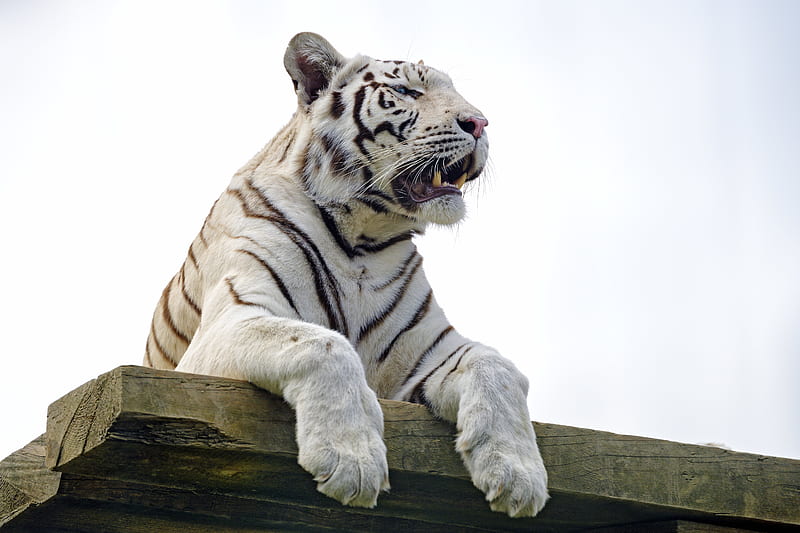 bengal tiger, tiger, paws, predator, HD wallpaper