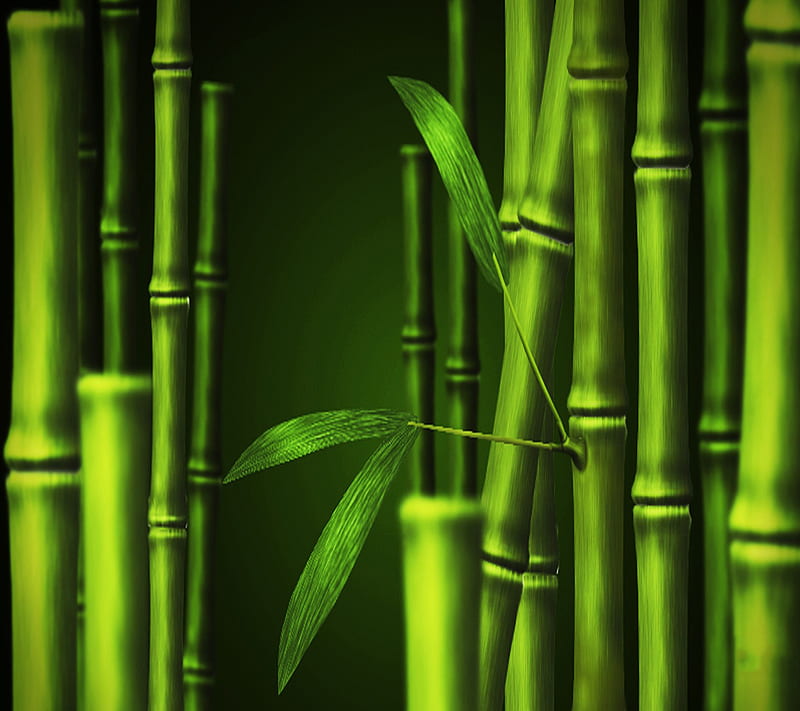 Bambú, Fondo de pantalla HD | Peakpx