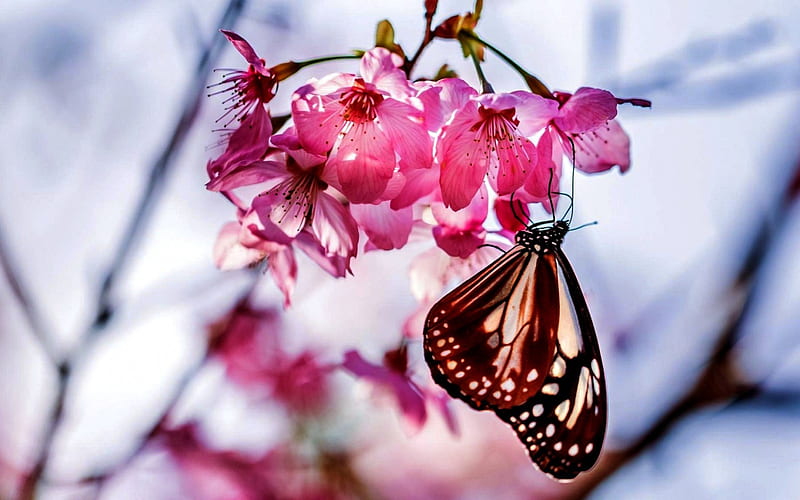 HANG ON...SPRING is COMING!, flowers, spring, butterfly, branch, HD wallpaper