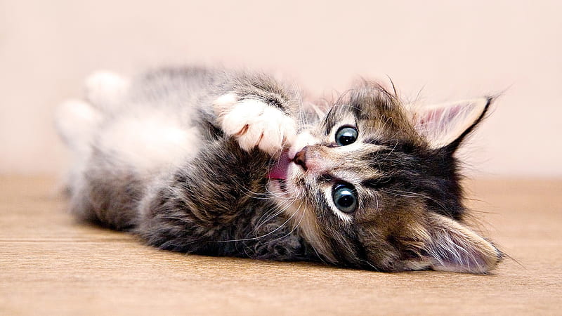 I am cuteeeee....., playing, cute, grey tiger, little, kitten, HD wallpaper