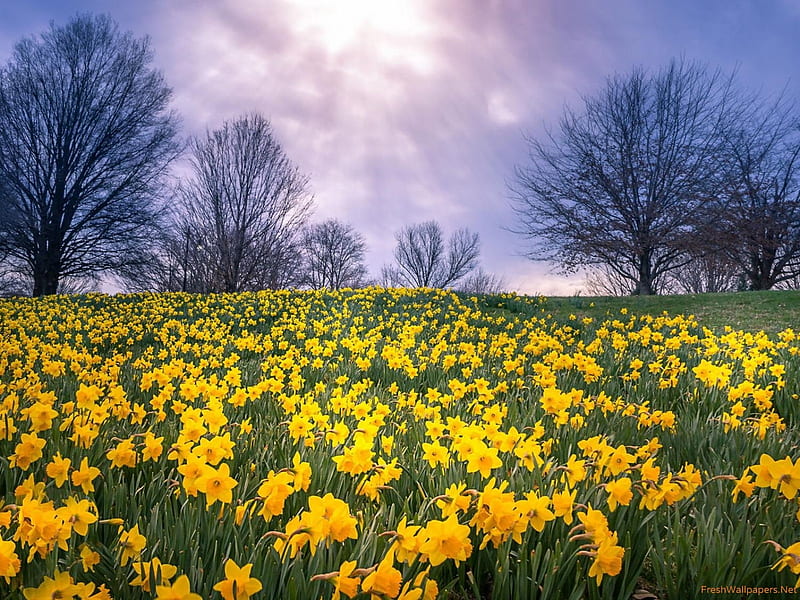 Daffodils Field, dark, daffodils, flowers, nature, trees, clouds, HD wallpaper