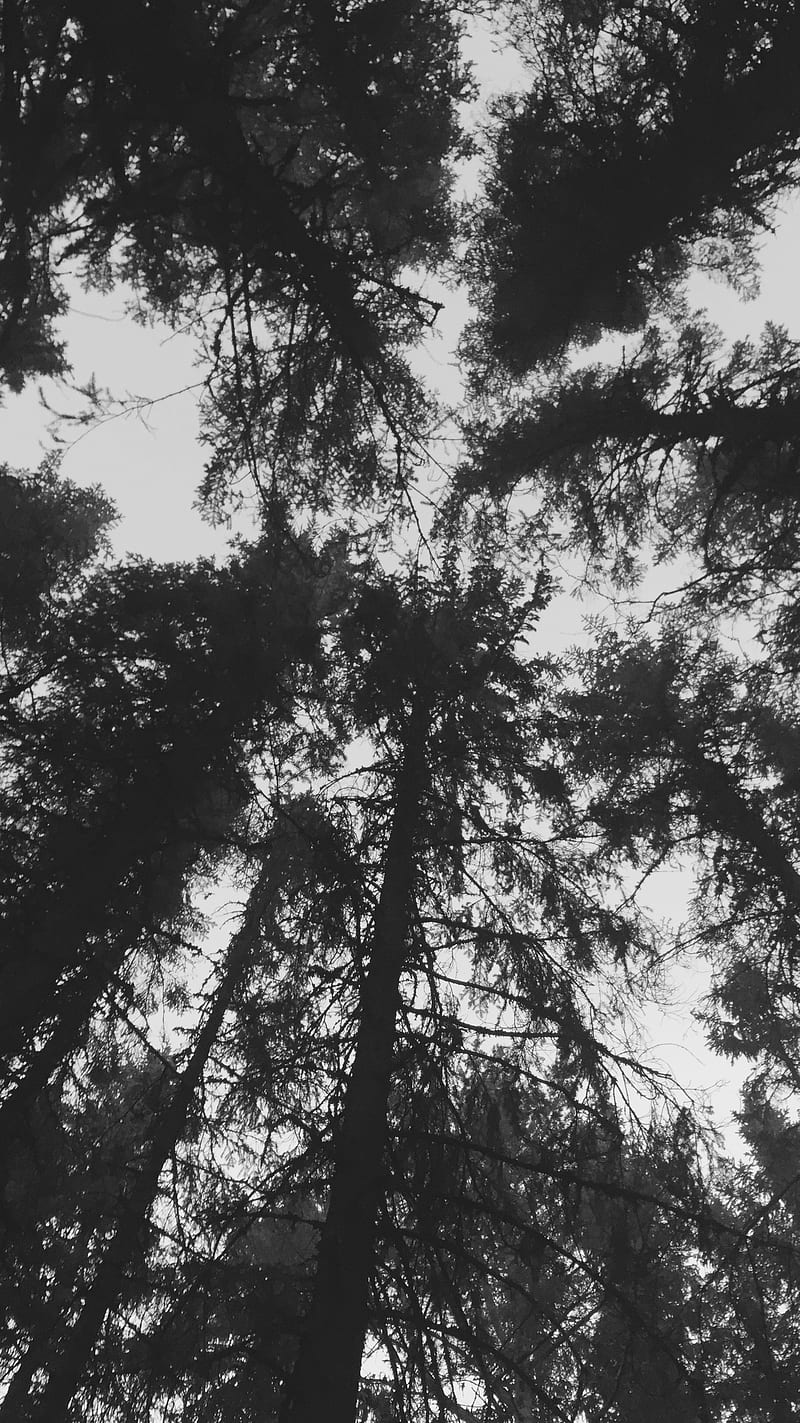 Dark woods, backandwhite, black, dark, nature, sky, trees, view, wood, HD phone wallpaper