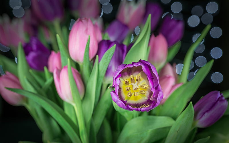 purple tulips, spring flowers, bud of tulips, spring, beautiful flowers, HD wallpaper