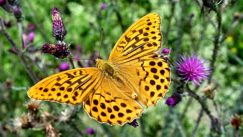 Yellow Butterfly FC, speckled, bonito, floral, animal, graphy, butterfly, wide screen, wildlife, flower, HD wallpaper