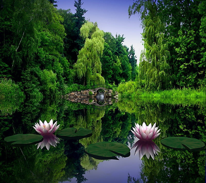 Beauty Lake, lotus, nice view, HD wallpaper