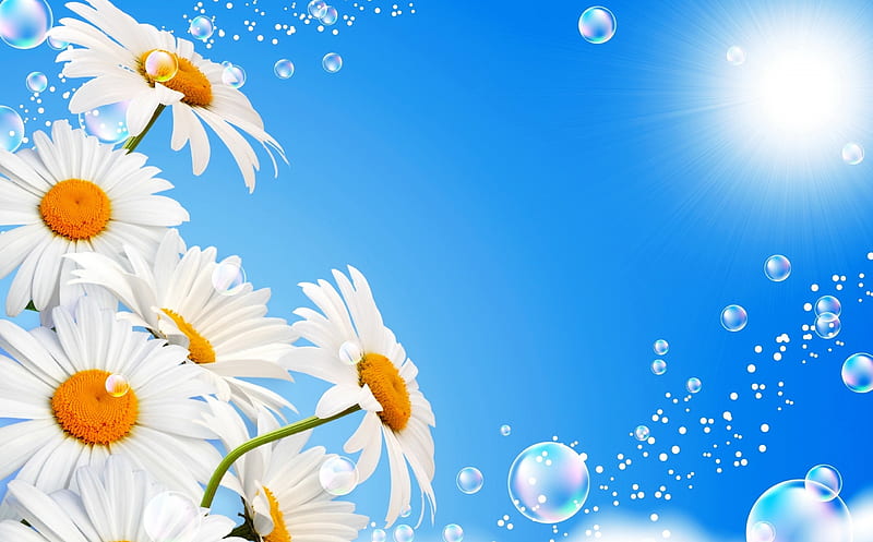 Daisies background, pretty, glow, sun, lovely, sunlight, bonito, spring, freshness, daisies, rays, bubbles, flowers, sunshine, HD wallpaper
