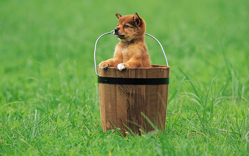 Puppy Dog in a bucket-Lovely Puppies, HD wallpaper