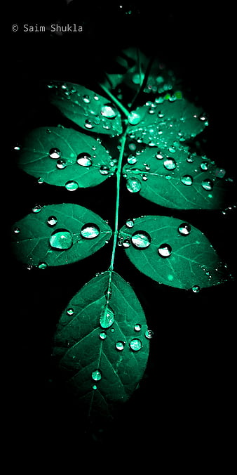 Leaf black theme dark drops green leaf greenery nature