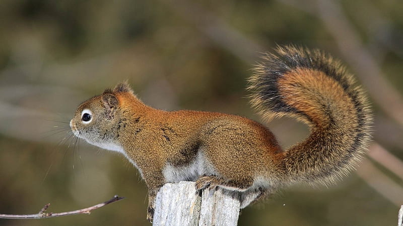 squirrel forestwild animals, HD wallpaper