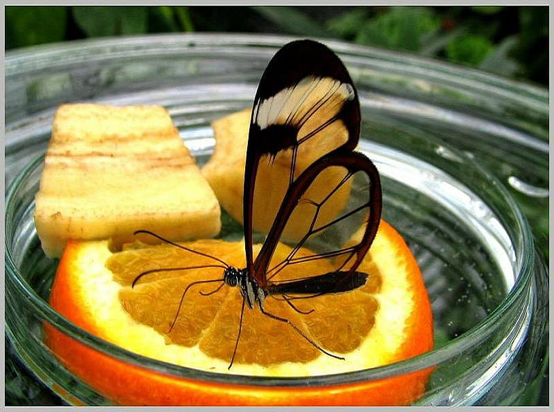 Vitamin C, butterfly, black outline, transparent wings, bowl orange, glasswing, HD wallpaper