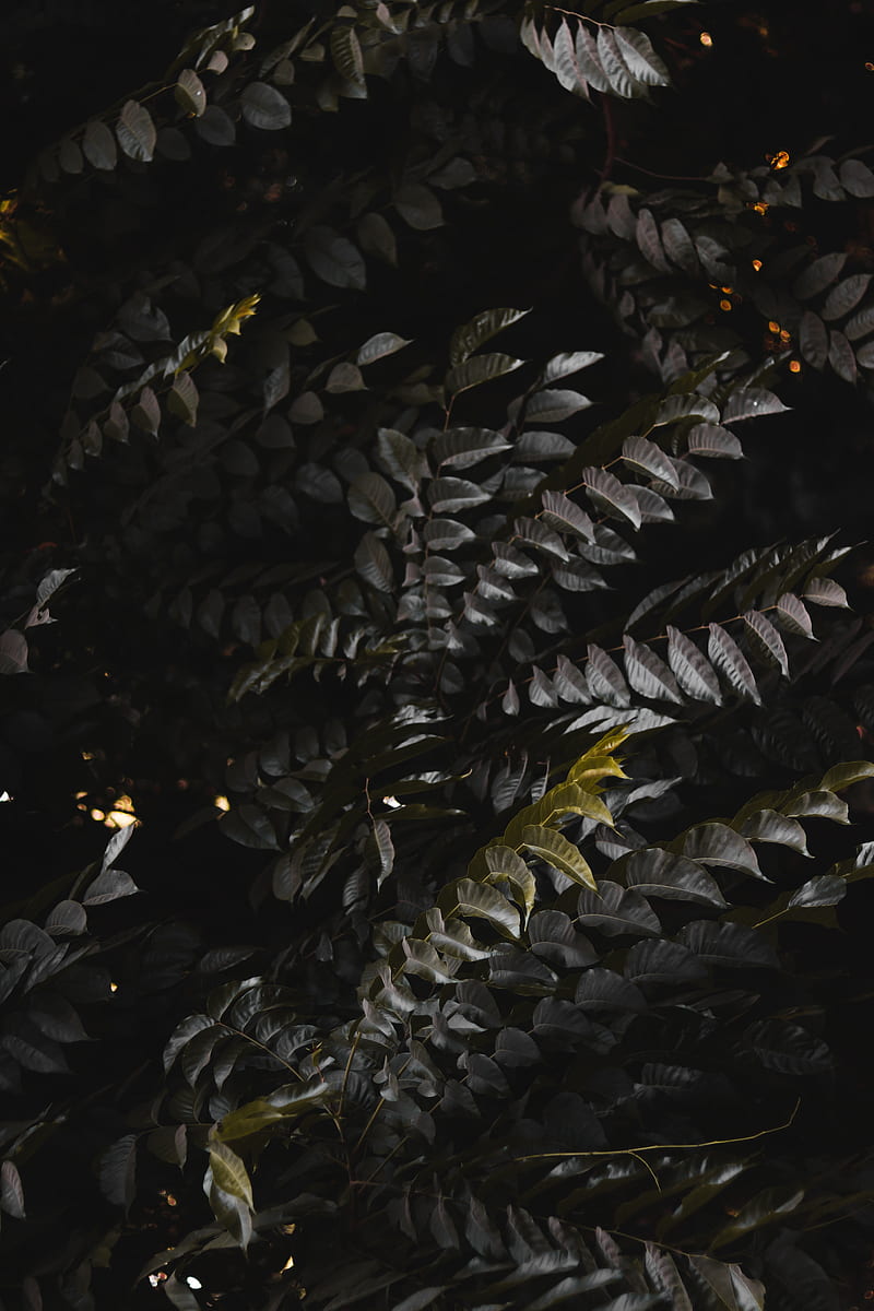 leaves, plant, branches, bush, dark, HD phone wallpaper