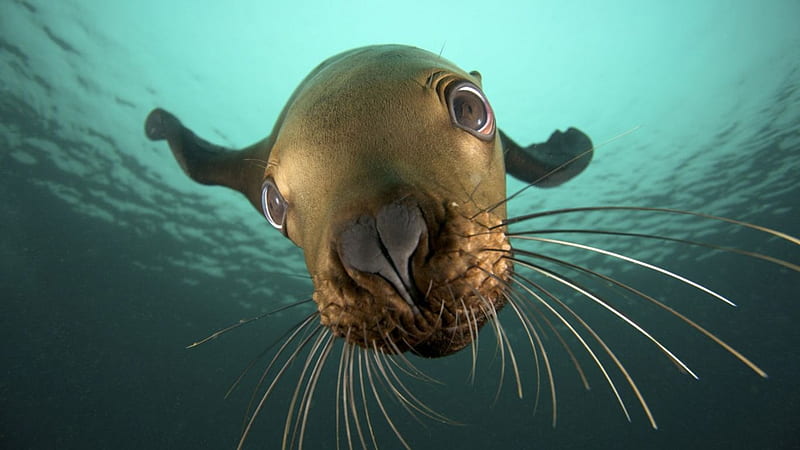 Seal-close-up, seal, fun, ocean, people, HD wallpaper Seal-close-up, seal, fun, ocean, people, HD wallpaper