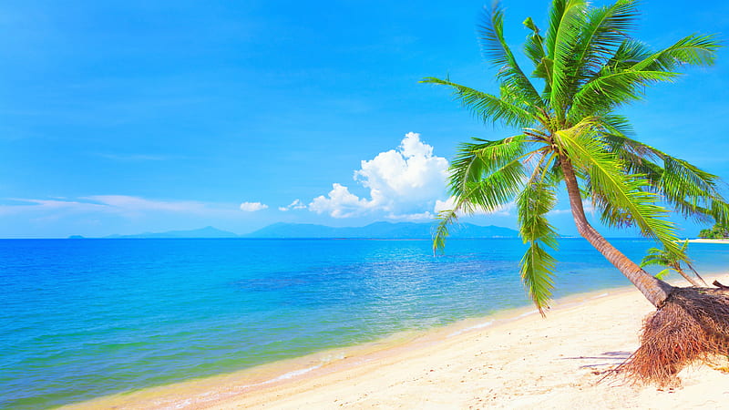 Palm Trees On Beach Sand Calm Body Of Water Under Blue Sky Nature, HD ...