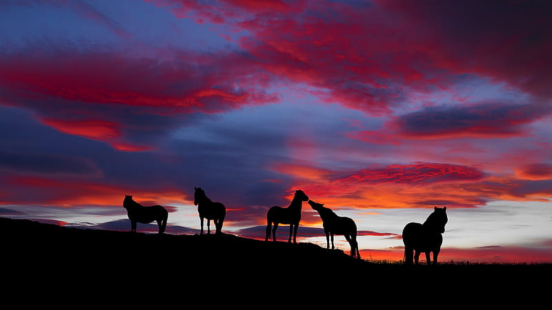 Shadow Of Horses With Background Of Blue And Red Sky During Sunset Horse, HD wallpaper