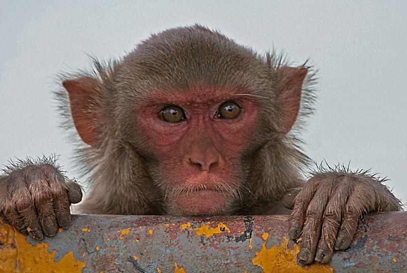 Resus macaque, hands, monkey, look, small, HD wallpaper