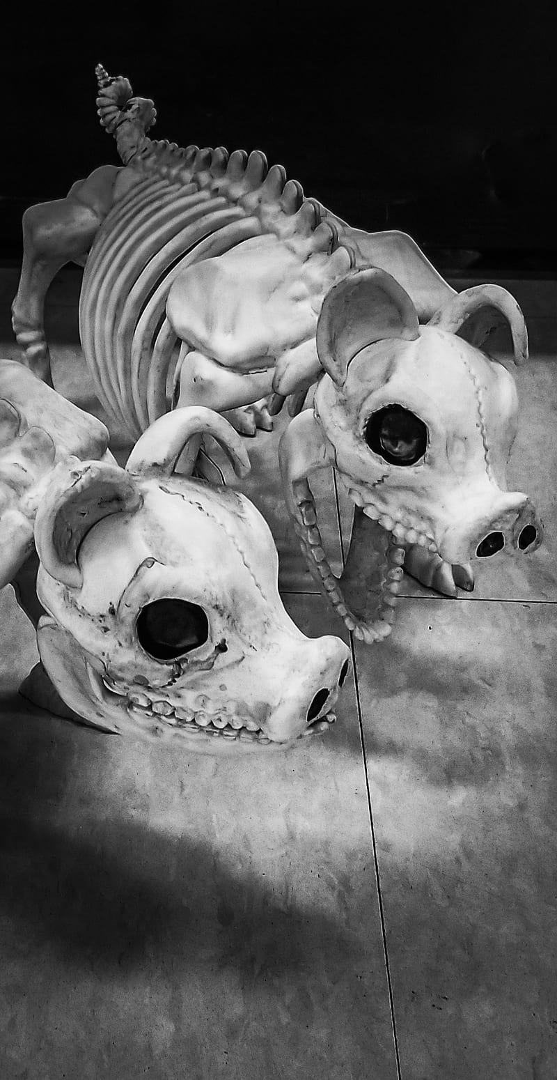 Skeleton Pigs, animal, black, cute, halloween, scary, skull, skulls, white, HD phone wallpaper