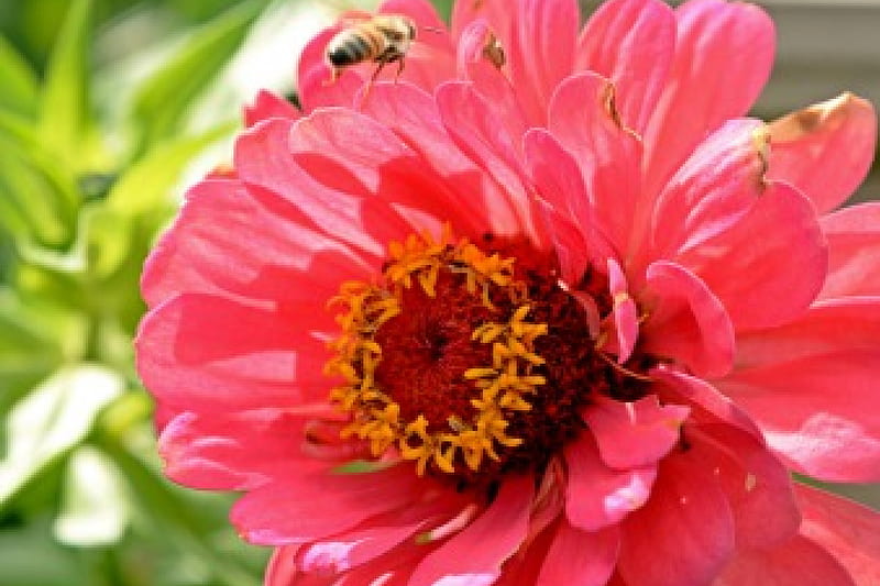 Beautiful Buzzing Macro, honeybees, macro flower, amazing flower, macro bee, bees, HD wallpaper