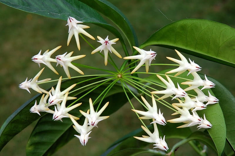 Hoya floribundum, flower, asclepiad, white, hoya, scented, HD wallpaper