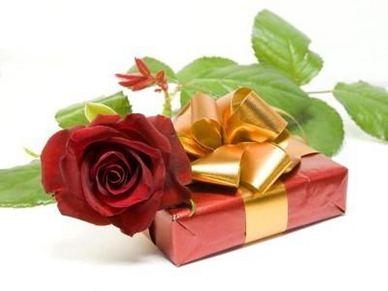 gift, red rose, gold ribbon, romantic, HD wallpaper