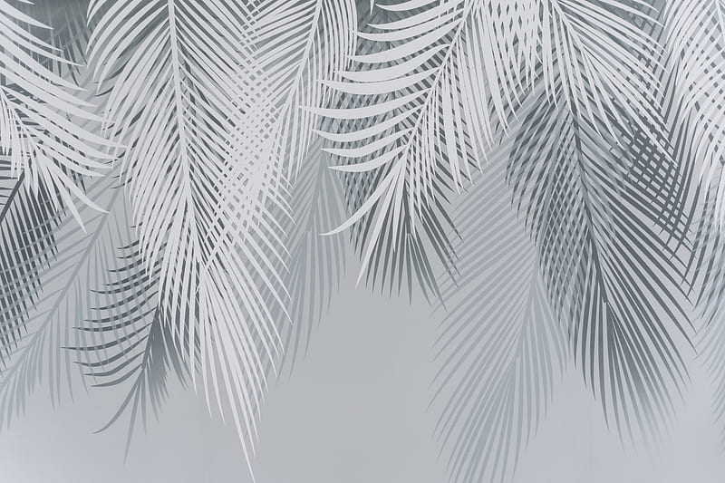 Green Palm Tree Under Blue Sky, HD wallpaper