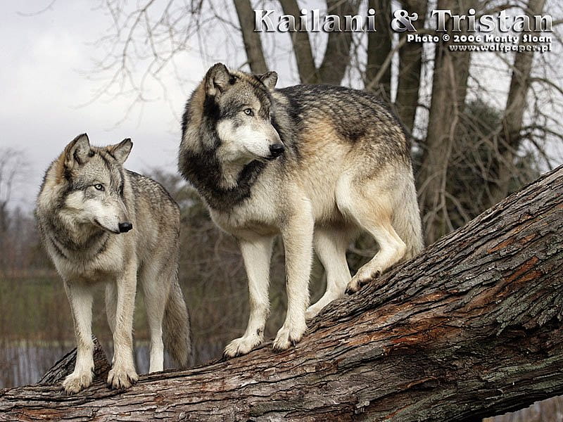 2 Alpha Wolves Standing On A Log, alpha wolves, logs, male wolves, wolves,  grey wolves, HD wallpaper | Peakpx