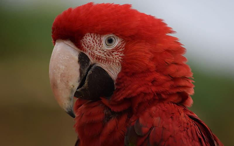 Green winged macaw, beautiful red parrot, Red-and-green macaw, tropical birds, parrots, Ara chloroptera, HD wallpaper