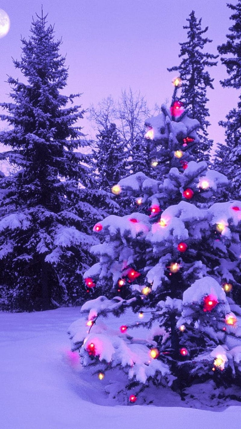 X-Mas, christmas, christmas season, christmas tree, lights, nature, poppies, tree, trees, xmas, HD phone wallpaper