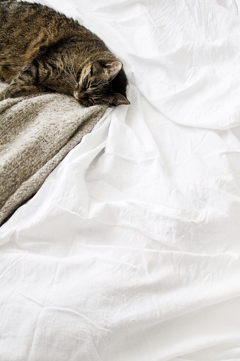 brown tabby cat laying on white textile, HD phone wallpaper