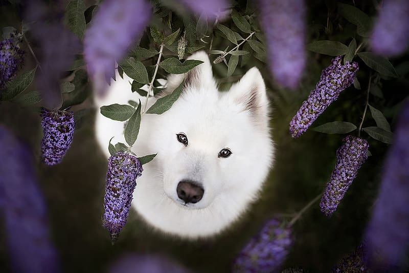 Samoyed, dog, purple, white, lavender, flower, cute, caine, view from the top, HD wallpaper