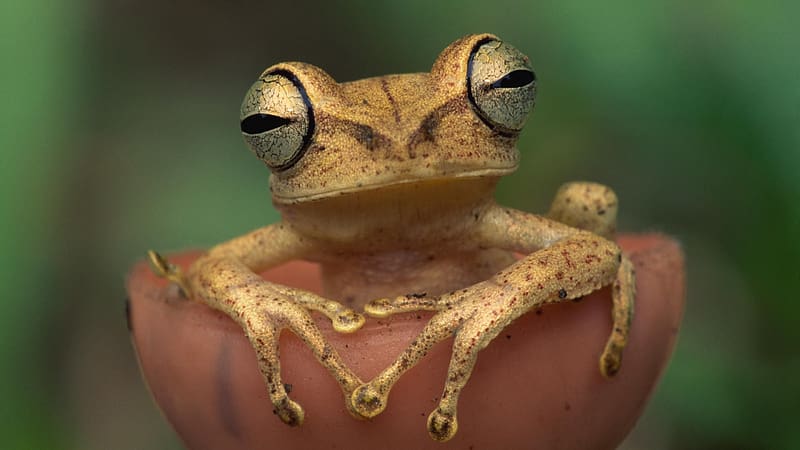 Frog, amphibian, zoology, herpetology, freshwater animals, HD wallpaper