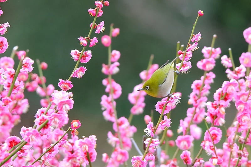 Spring Bird, plum, blossom, bird, flowers, wildlife, spring, animal, HD wallpaper