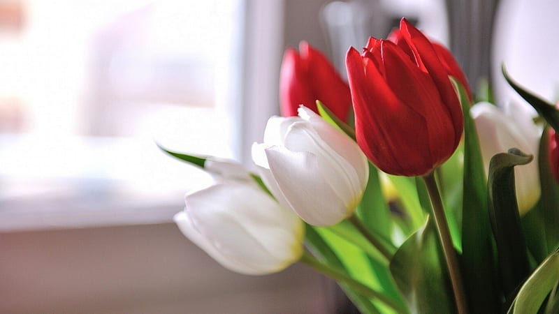 White and Red, red, amazing, tulp, white, HD wallpaper