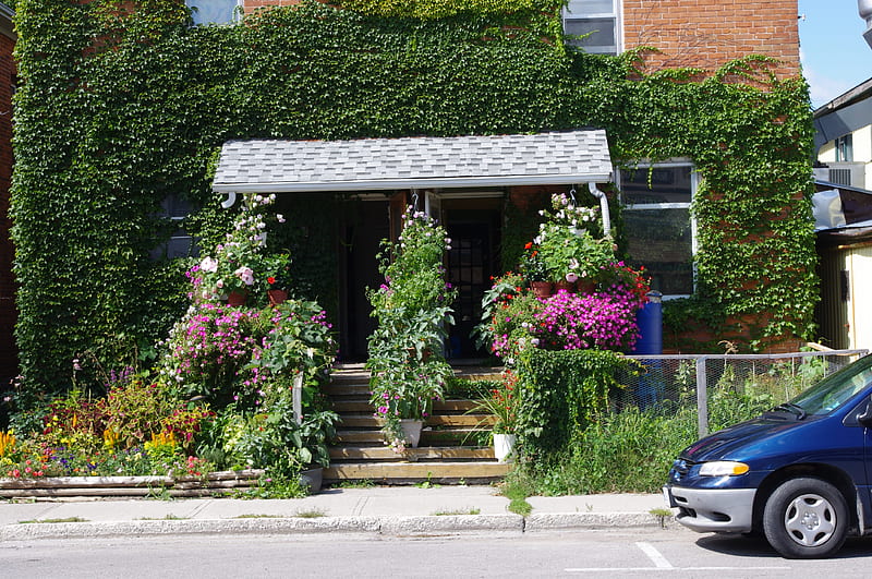 Nice entrance, flowers, house, colourful, entrance, HD wallpaper