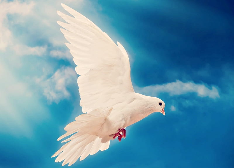 Pigeon, wings, bird, dove, white, sky, blue, HD wallpaper