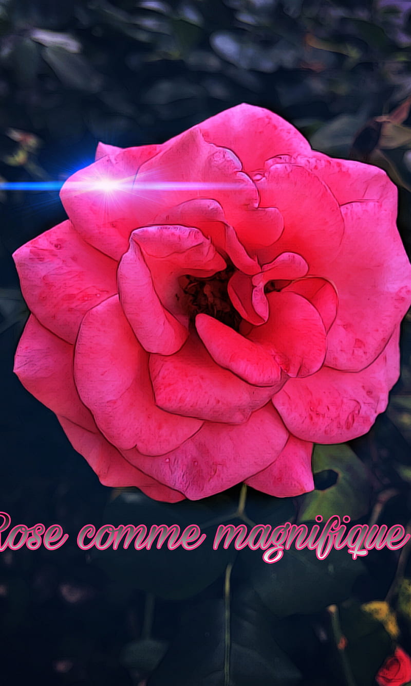 Fleur Rose, bonito, magnifique, HD phone wallpaper