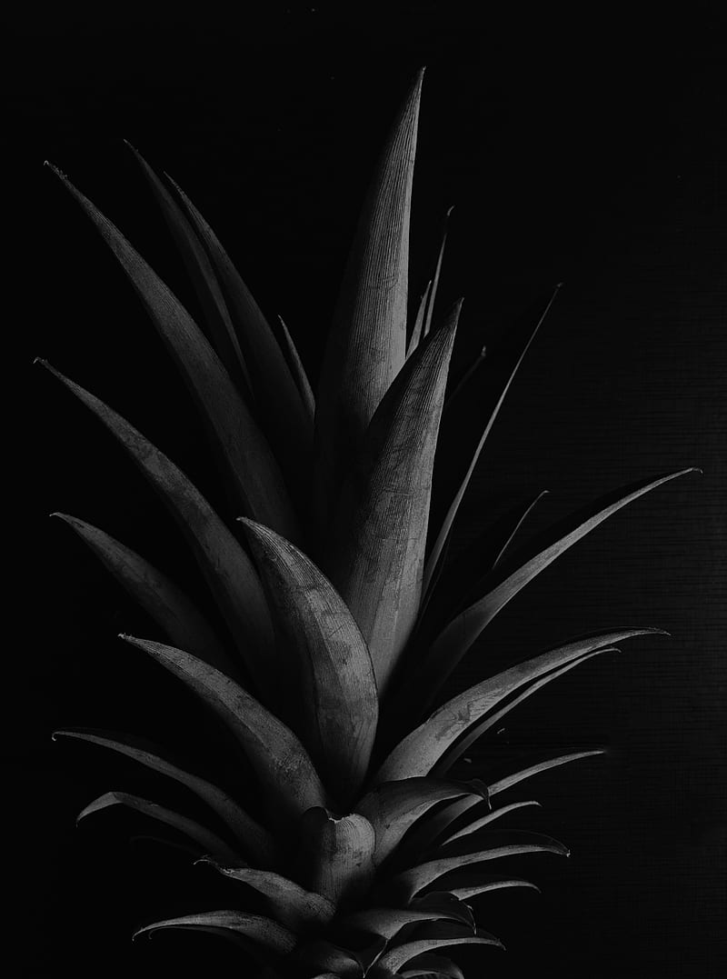 pineapple, leaves, bw, HD phone wallpaper
