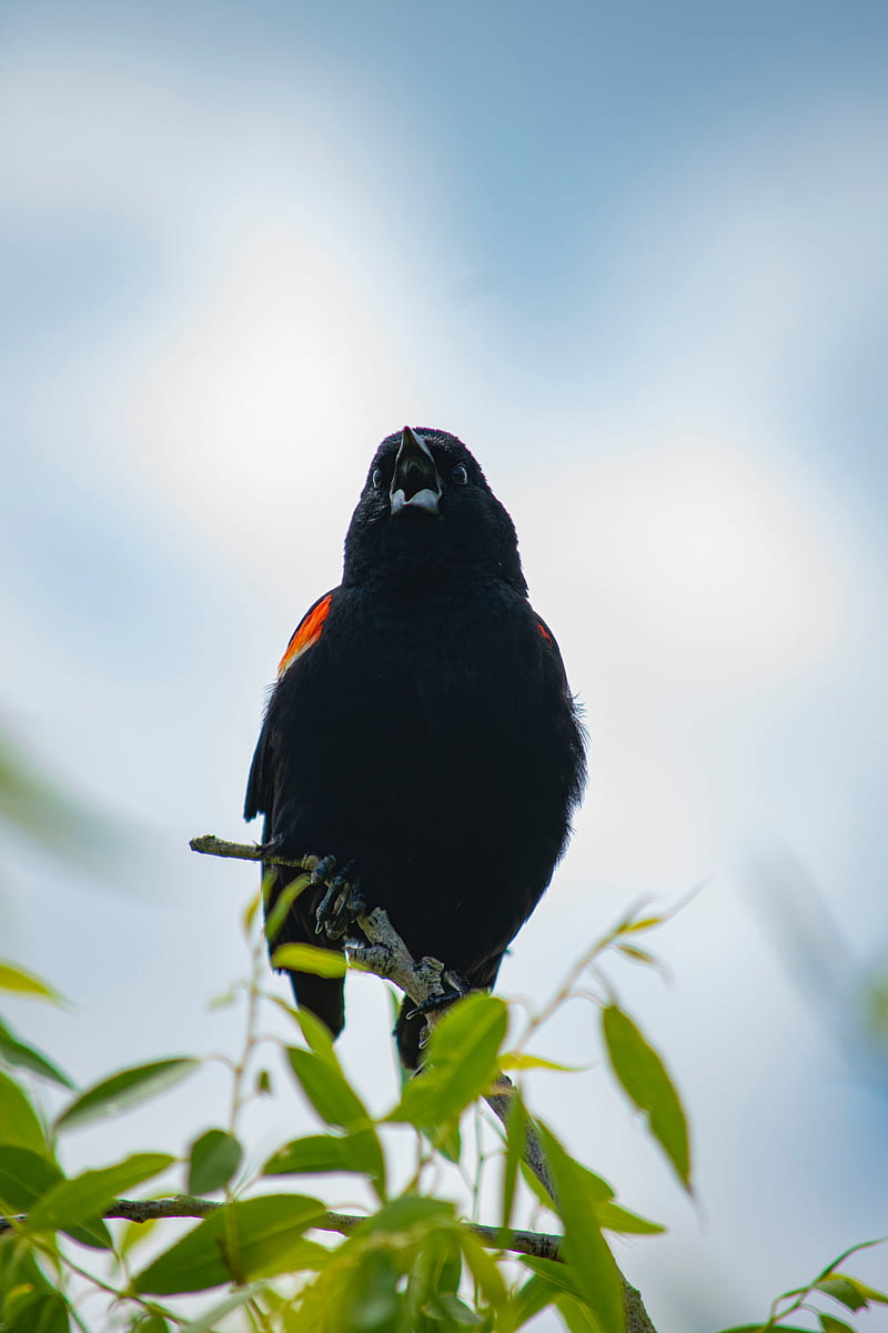 blackbird, bird, black, branches, leaves, HD phone wallpaper