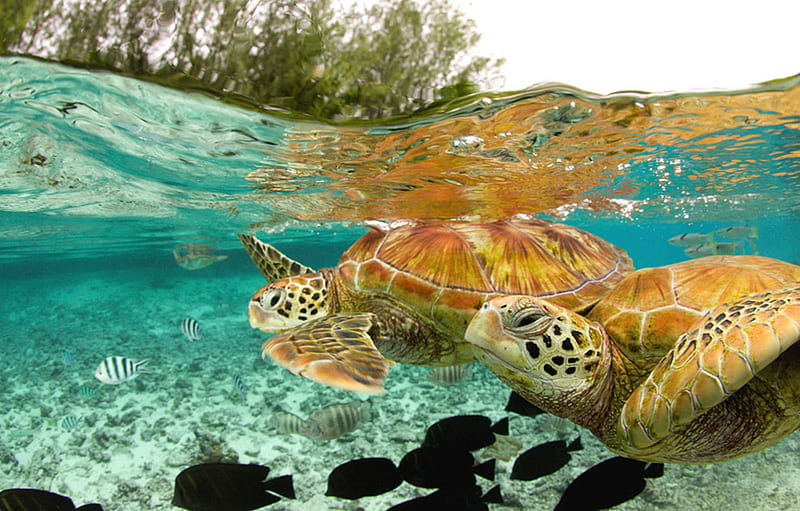 Sea Turtles, turtles, water, ocean, sea, blue, HD wallpaper