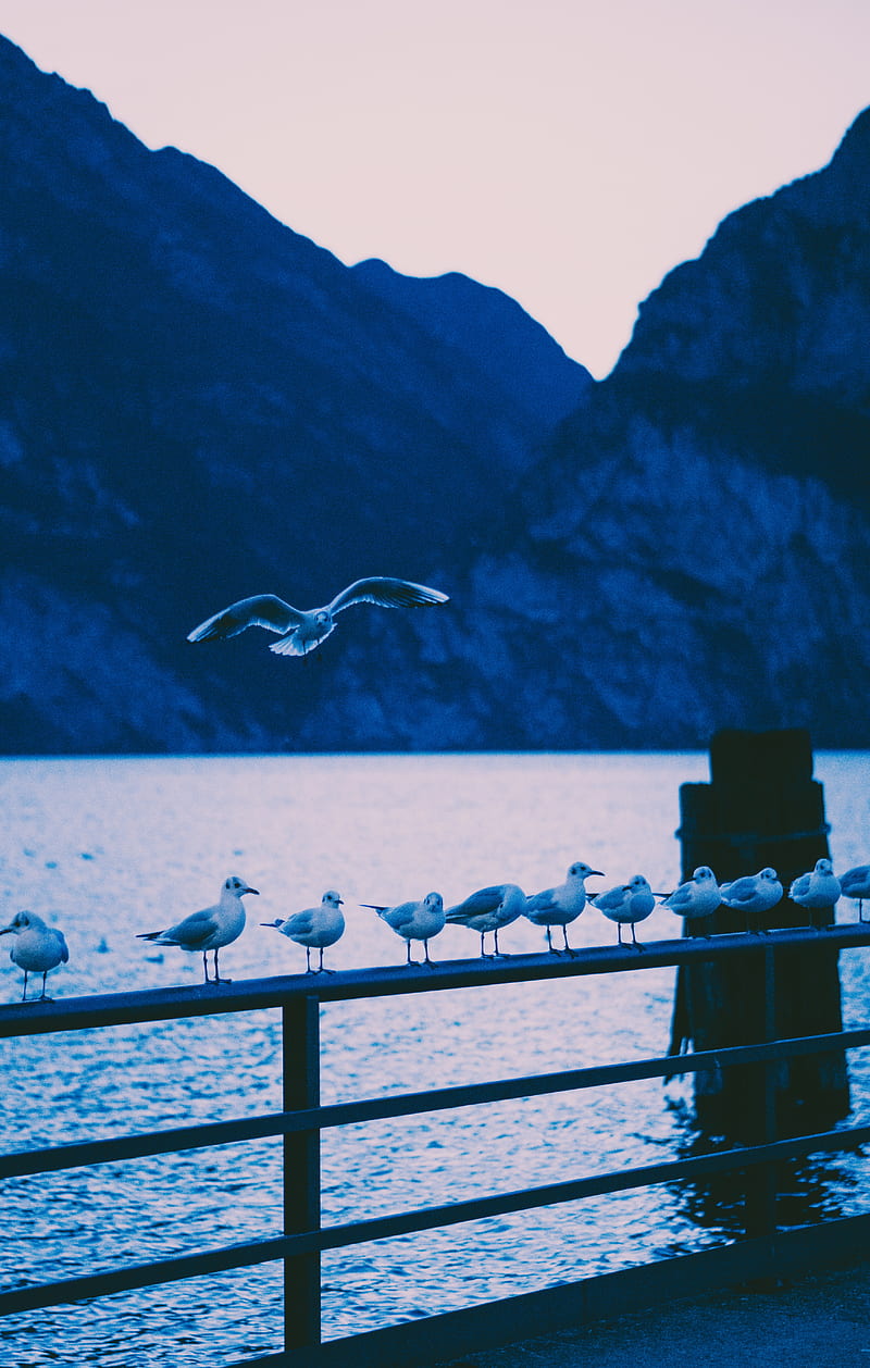 seagulls, birds, railing, sea, shore, HD phone wallpaper