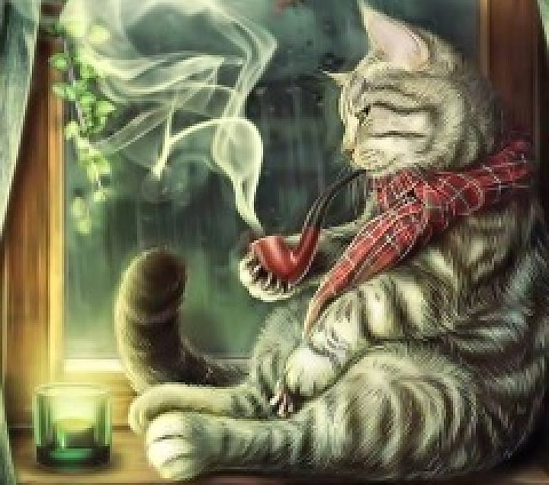 Smoking Cat, At, funny, smoking, Cat, HD wallpaper