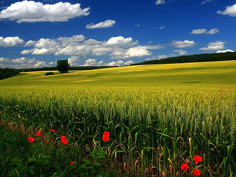 Campo, naturaleza, campos, Fondo de pantalla HD | Peakpx